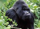 Peace Park amid Violence? A report on environmental security in the Virunga-Bwindi region