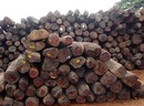 Illegal Logging and Timber Trade